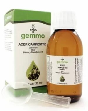 Acer Campestre