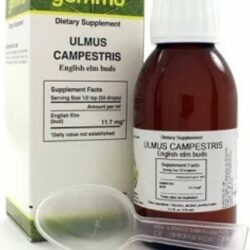 Ulmus Campestris